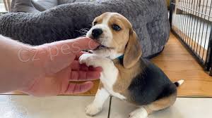 asn ttka beagle