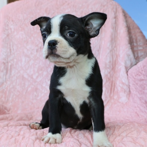 Bostonsk terir Oakvame teniatka Boston Terrier