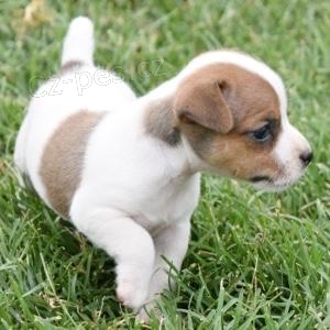 Hladkosrst Jack Russell terir