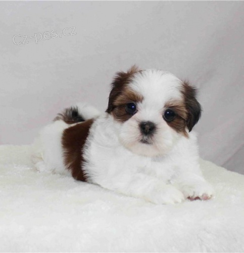 tata shih tzu