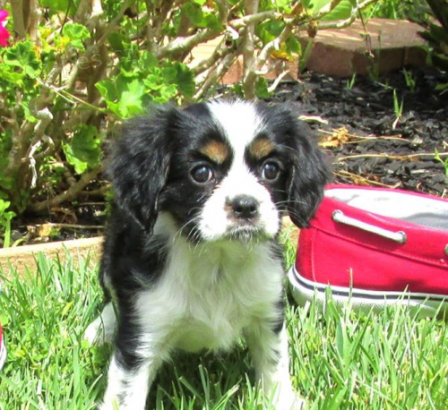 12 tdn star tata Cavalier King Charles##$ 