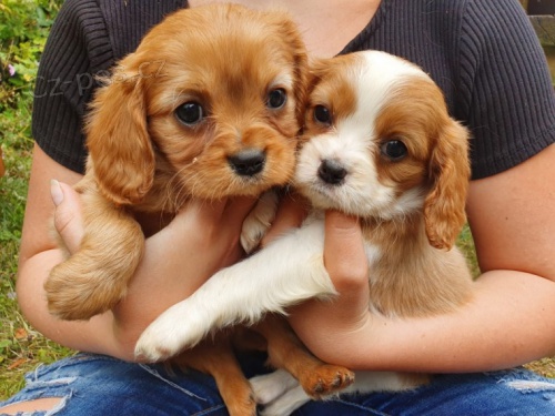 12 tdn star tata Cavalier King Charles//// 