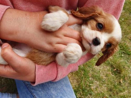 12 tdn star tata Cavalier King Charlesxn,,