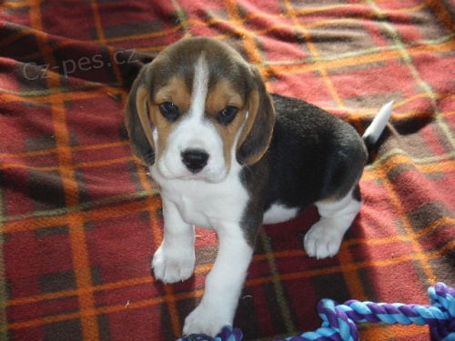 Absolutn rozkon istokrevn tata Beagle