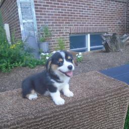 asn Welsh Corgi (Pembroke)