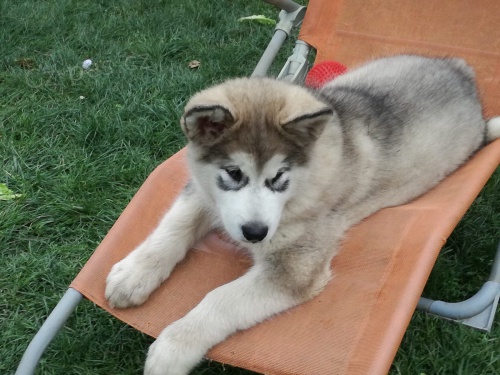 Aljask dti Malamute jsou k dispozici co nejdve