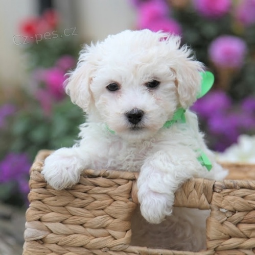 tata Bichon Frise