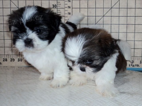 tata Shih Tzu k dispozici