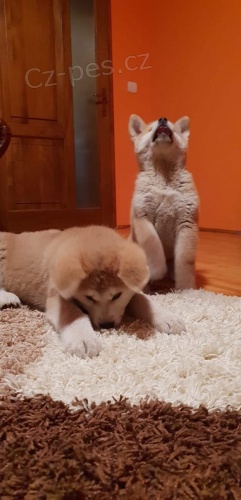 tata akita inu  jsou vm k dispozicii.