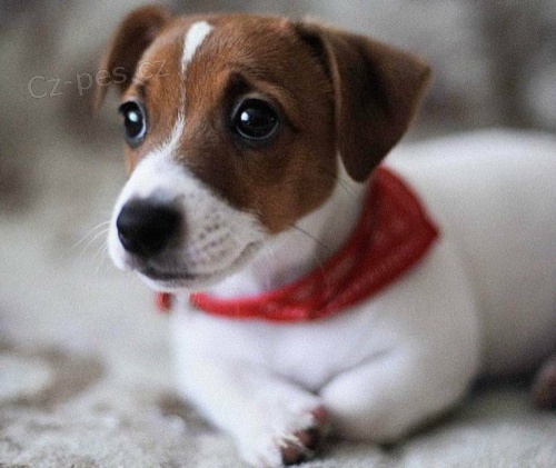 Jack Russell tata