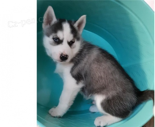 SIBISK HUSKY