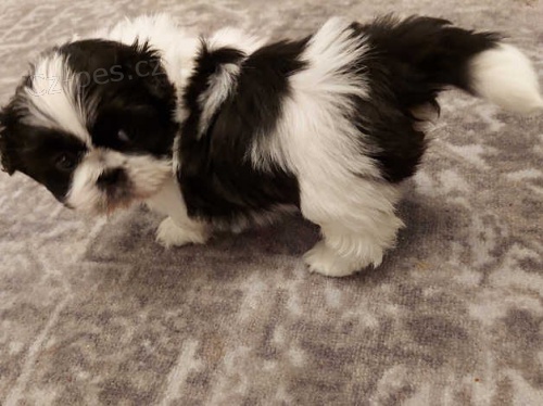 tata shih tzu