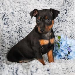 sladk a rozkon ttka Mini Pinscher!