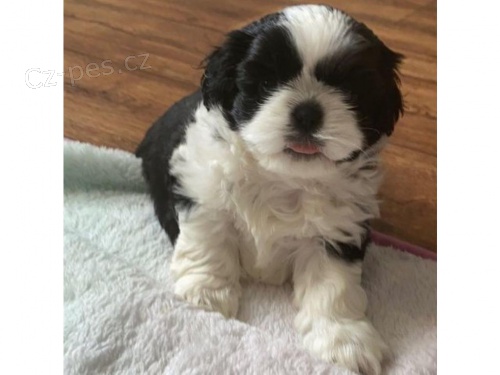 tata shih tzu