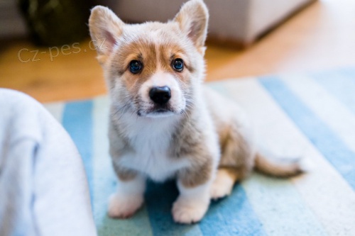 Welsh corgi pembroke tata