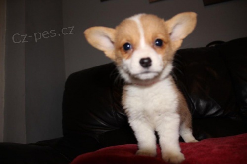 Welsh corgi pembroke tata