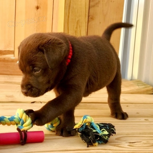 tata labradorskho retrvra na prodej.