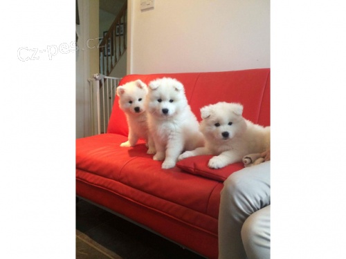 istokrevn samojed tata k adopci