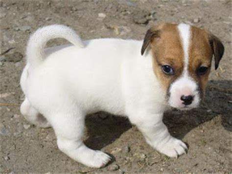 stedn tata jack russell na prodej