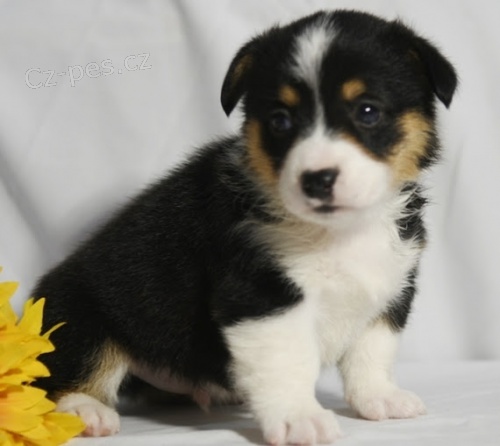 Velmi roztomil tata Welsh Corgi Pembroke na prodej.