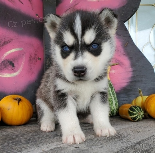 sibisk husky tata k prodeji. Tyto mal dti jsou tak roztomil. 