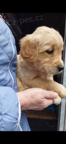 golden retriever puppies