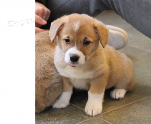 5 ndhernch Welsh Corgi, Pembroke k dispozici