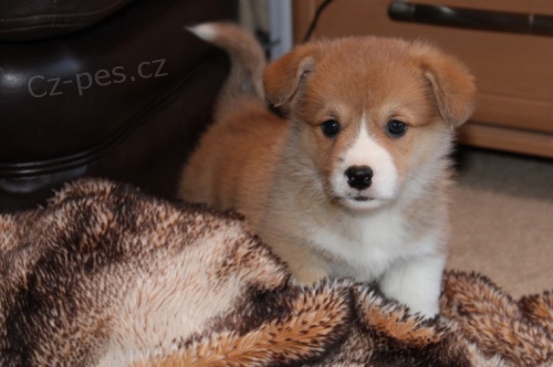 tata Pembroke Welsh Corgi~~