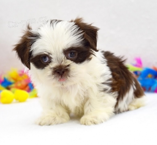 tata shih tzu