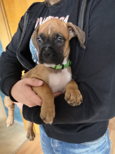 tata boxer jsou nyn k dispozici pro adopci