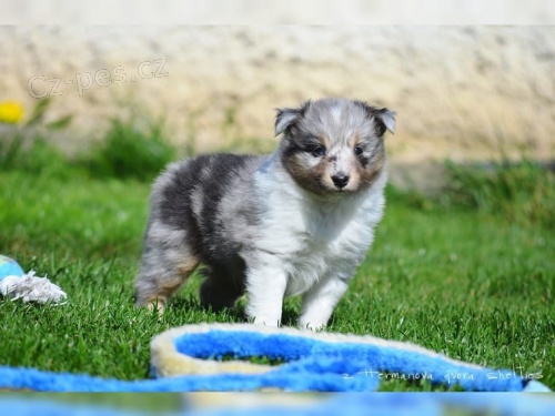 dispozici jsou tata shetlandskch ovk (Sheltie)