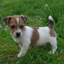 istokrevn jack russell