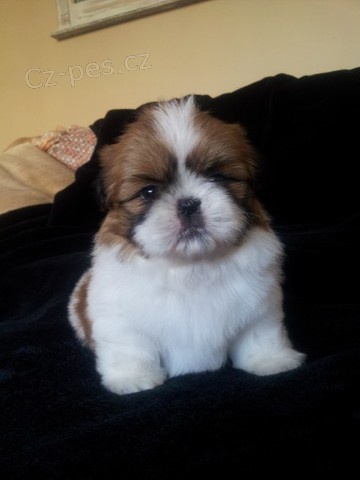 rozkon tata shih tzu