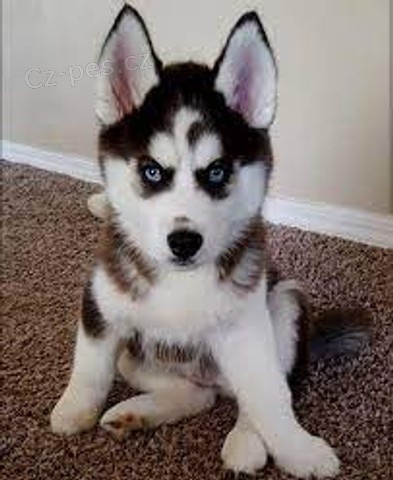 sibisk husky