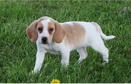 ttka Beagle jsou pipravena do novch domov.