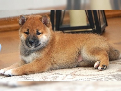 tata Shiba Inu pro nov domovy k adopci