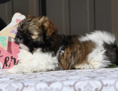 Krsn ttka Shih Tzu k adopci.