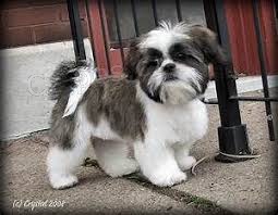 krsn shiht tzu