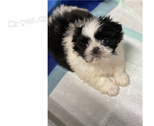 Rozkon tata shih tzu