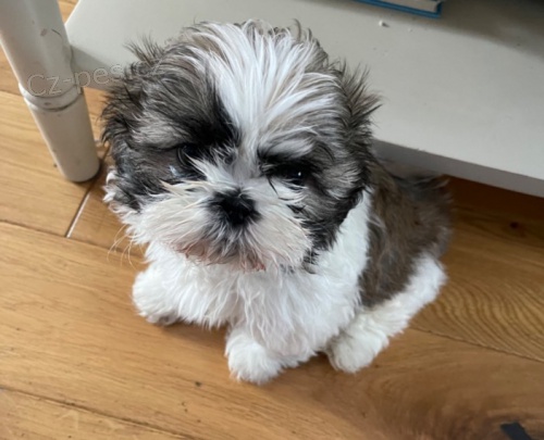 Chlapec a dvka Shih Tzu