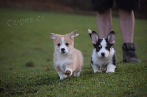 tata Pembroke Corgi