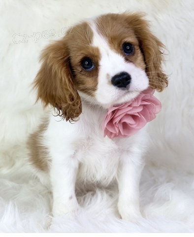 Rozkon tn Cavalier King Charles k adopci.