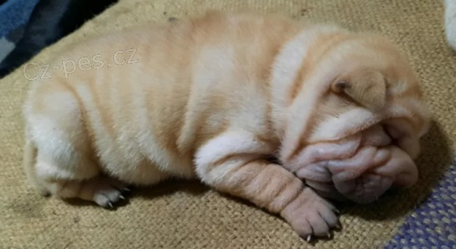 k dispozici istokrevn tata Shar-Pei 