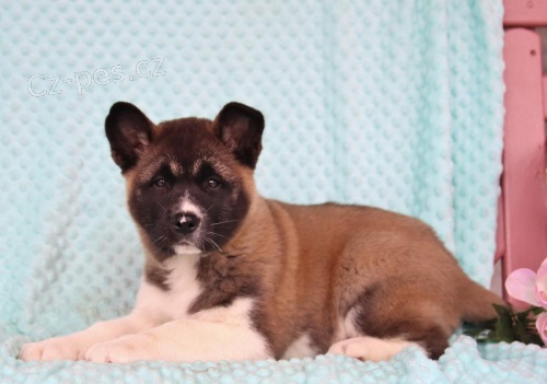 Kvalitn tata Akita Inu k adopci 