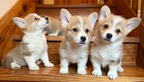 Rozkon tata Welsh Pembroke Corgi