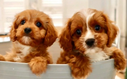 Cavoodle tata pro dobr domovy 