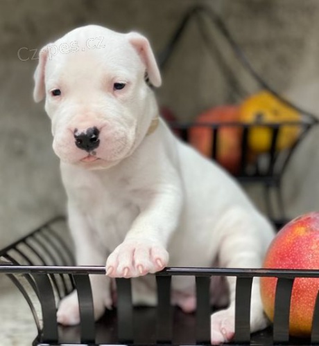 Dogo Argentino tata pro dobr domovy 