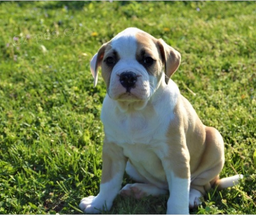 tata americkho buldoka jsou pipravena na adopci a nov rodiny.