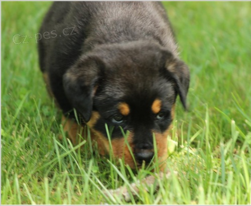 tata rotweiler jsou pipravena na adopci a nov rodiny.