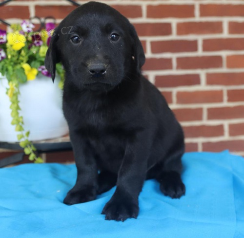 Staten labradorsk tata k adopci